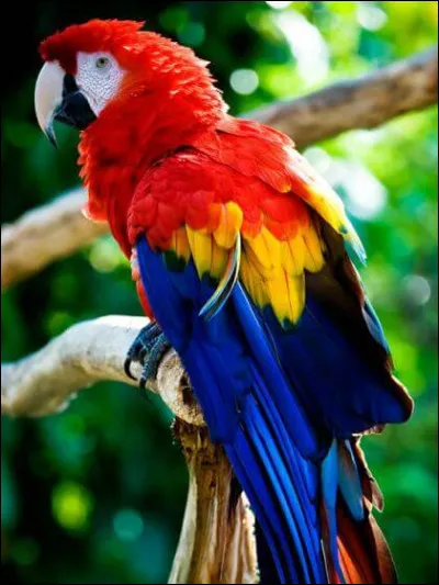 Quel est cet animal ?