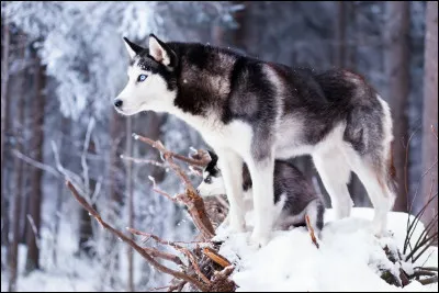 Quel est cet animal ?