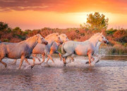 Test Quelle race de cheval es-tu ?