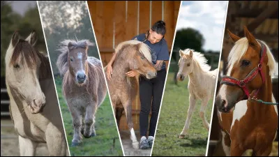 Quelles accessoires préfères-tu mettre à ton cheval ?