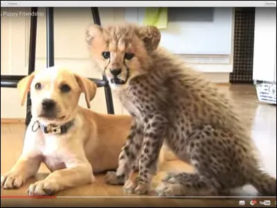 Quel chien préfères-tu ?