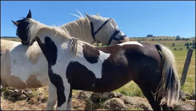 Avec qui préfères-tu faire une sortie à poney ou à cheval ?