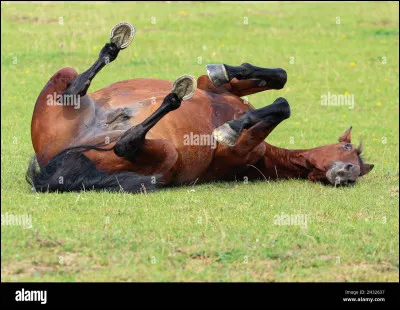 Quelle position préfères-tu chez le cheval ?