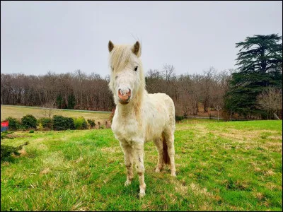 Quelle est la plus belle coiffure selon toi ?