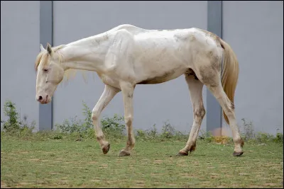 Comment se nomme la « chaussette » du cheval ?