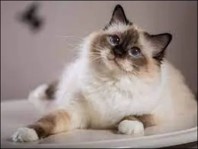 Quelle est la race de ce chat ?