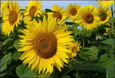 Quel est le nom de cette fleur ?