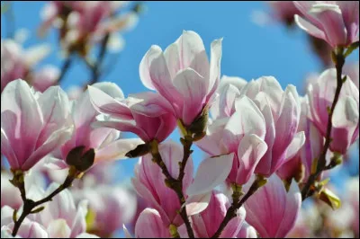 Quel est le nom de cette fleur ?
