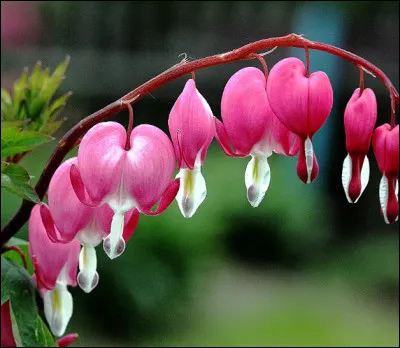 Quel est le nom de cette fleur ?