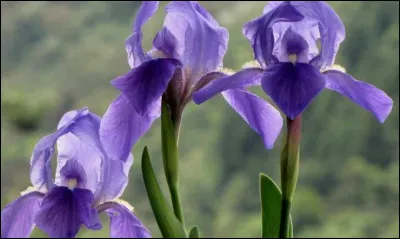 Quel est le nom de cette fleur ?