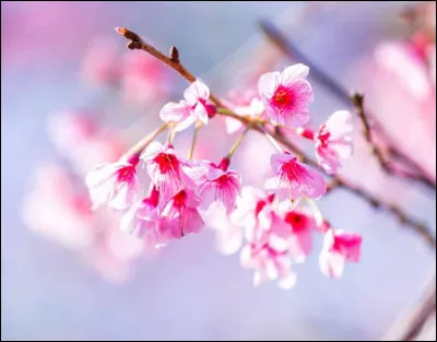 Quel est le nom de cette fleur ?