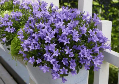 Et pour finir, quel est le nom de cette fleur ?