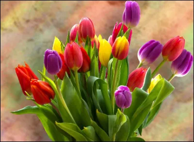 Quel est le nom de cette fleur ?