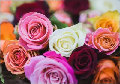 Quel est le nom de cette fleur ?