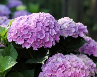 Quel est le nom de cette fleur ?