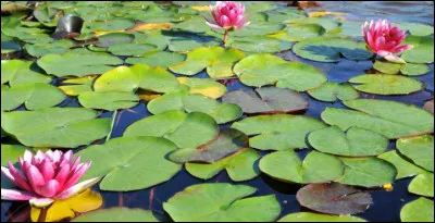 Quel est le nom de cette fleur ?