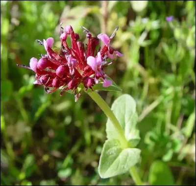 Quel est le nom de cette fleur ?
