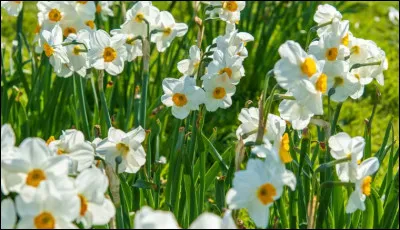 Quel est le nom de cette fleur ?