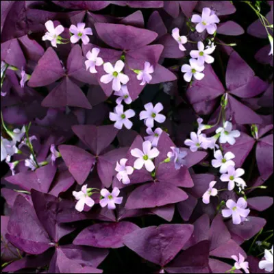 Quel est le nom de cette fleur ?