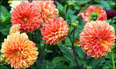 Quel est le nom de cette fleur ?