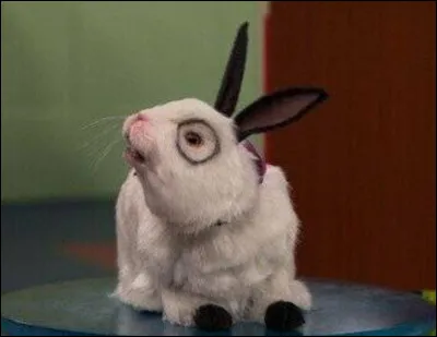 Comment s'appelle le lapin des Thunderman ?