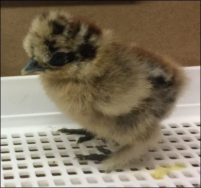 De quelle poule vient ce poussin ?