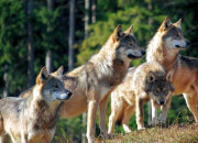 Quiz La meute de loups