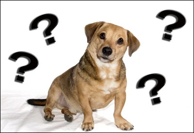 Quel chien est surnommé ''chien saucisse'' ?
