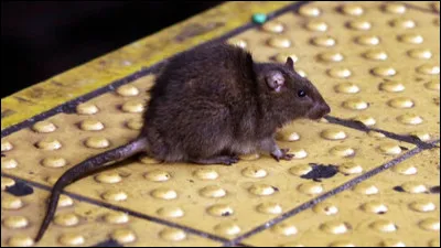 Quel remède est le plus efficace contre les morsures de rat ?