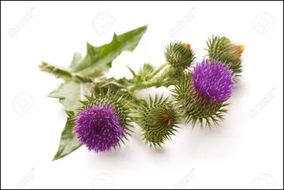 Quel remède répugnant enlève les tiques ?