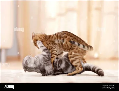 Quelle attaque est parfaite pour mettre fin à un combat avec les deux combattants en vie ?