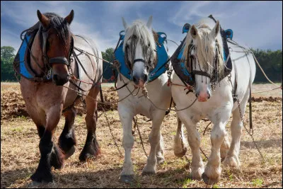 Dis moi, lequel dans cette liste est un cheval de trait ?