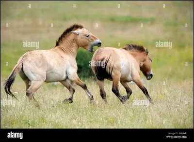 Comment hennit un cheval qui se fait mordre ?