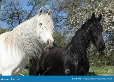 Et enfin, d'où vient le frison ?