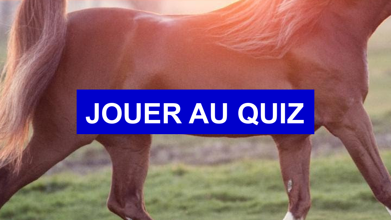 Quiz Chevaux