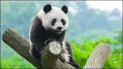 Que mangent principalement les pandas ?
