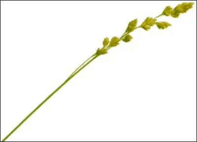 Quel est le nom d'un petit brin de paille ?