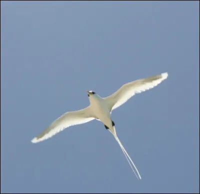 Le ''paille-en-queue'' est l'oiseau emblème de quelle île française ?