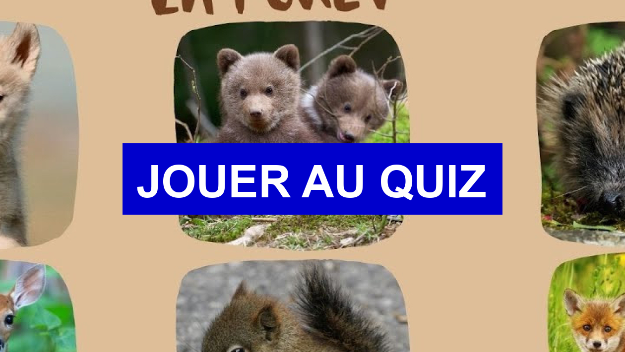 Quiz Tests de personnalit
