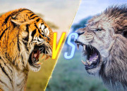Test Es-tu plutt lion ou tigre ?