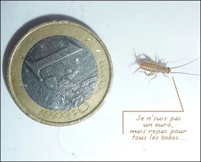 Mais quel intérêt, vous entends-je dire ?