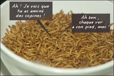 Déjà, sous sa forme grouillante, quel serait - à l'instar, rappelez-vous, du sourire de Michel Delpech - son "atout majeur" ?