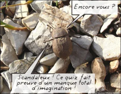 Pas folle, la guêpe : Ils copient les représentants des différentes familles dinsectes, tels des coccinelles, des carabes, des capricornes, des fourmis ou encore... [quoi donc ?], et sont donc extrêmement variés en taille : de 1 mm à plus de [...quelle longueur ?]