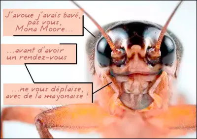 Laissons le beau ténébreux pour nous intéresser à "Acheta domesticus", récemment introduit "en loucedé" dans nos cuisines. Qui est-il ?