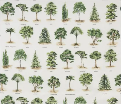 Quelle essence n'est PAS une espèce darbres ?