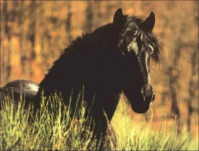 Quelle est la race de ce cheval ?