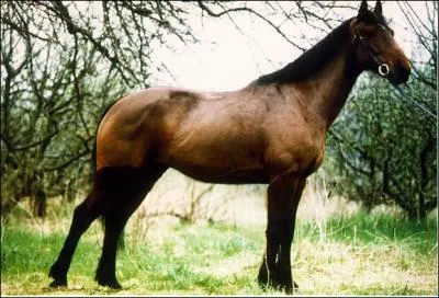 Quelle est la race de ce cheval ?