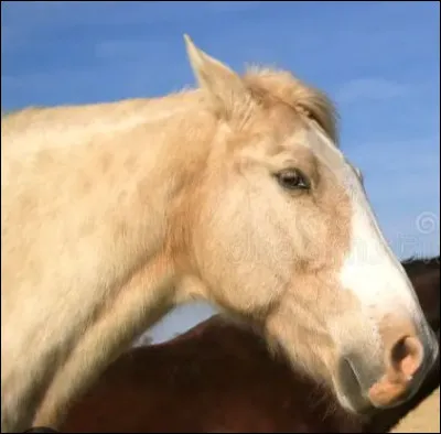 Dans le pré tu aperçoit un cheval avec les oreilles légèrement en arrière et le regard neutre cela signifie que :
