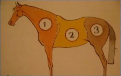 À quelle partie du cheval appartient le passage de la sangle ?
