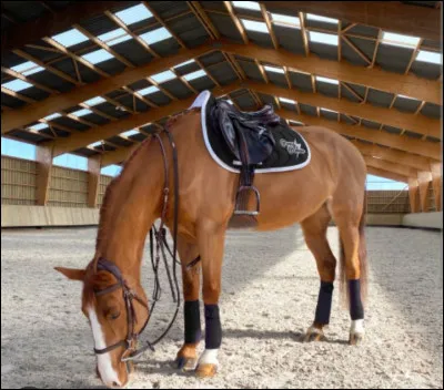 De quel côté de ton cheval te places-tu pour défaire les boucles de la selle et du filet ?